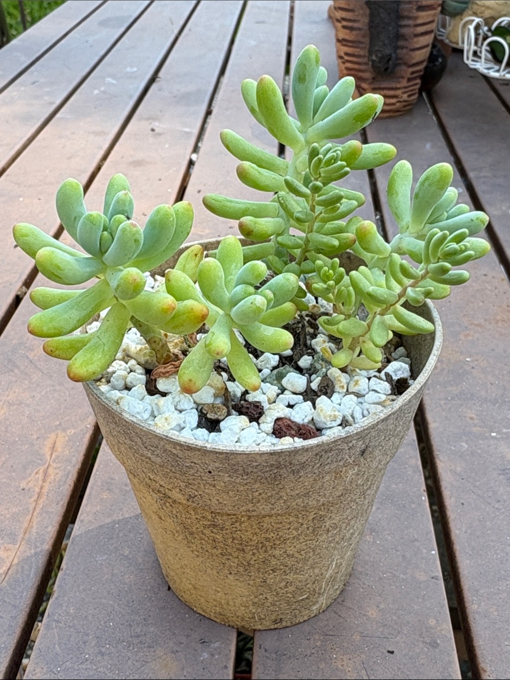 Succulent Potted Plant - Green Home Accent